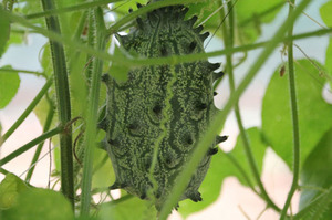 funayoshien20120809 024.jpg